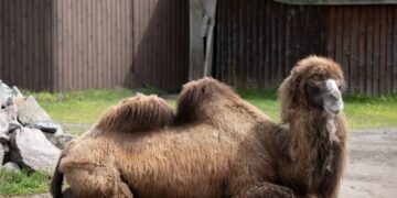 Beloved farm owner, 65, fatally crushed by one of his own camels in Delaware