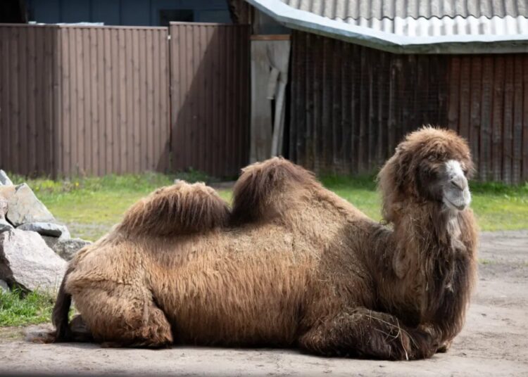 Beloved farm owner, 65, fatally crushed by one of his own camels in Delaware
