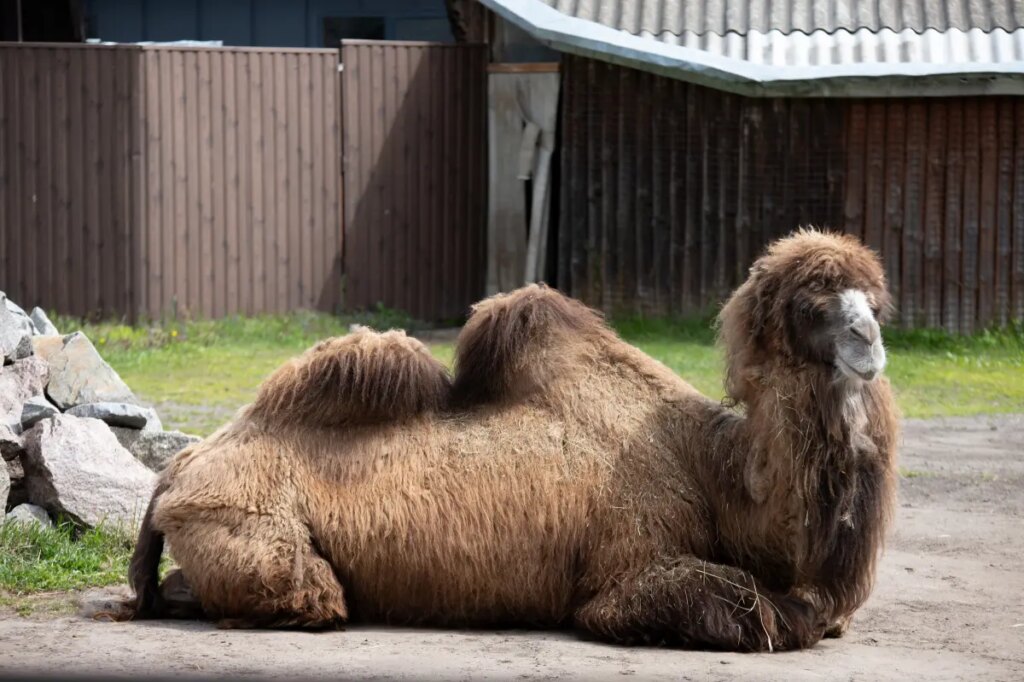 Beloved farm owner, 65, fatally crushed by one of his own camels in Delaware