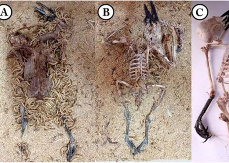 Flesh-eating superworms could be used to clean skeletons for museum displays