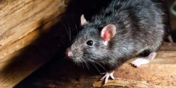Wild rat in New Mexico tests positive for the plague after 4 confirmed cases in dogs