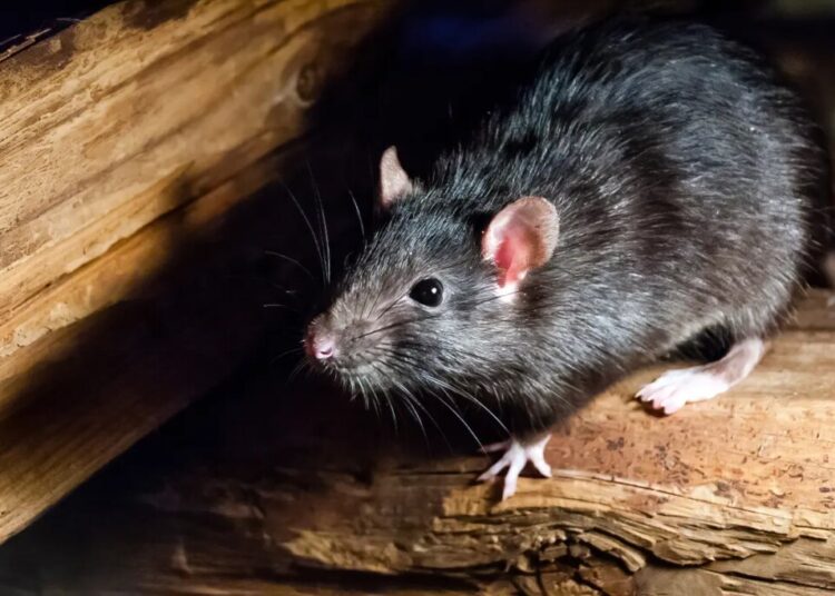 Wild rat in New Mexico tests positive for the plague after 4 confirmed cases in dogs