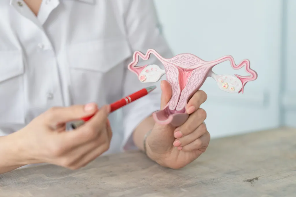 A doctor pointing to a medical model of a female uterus with a red pen.