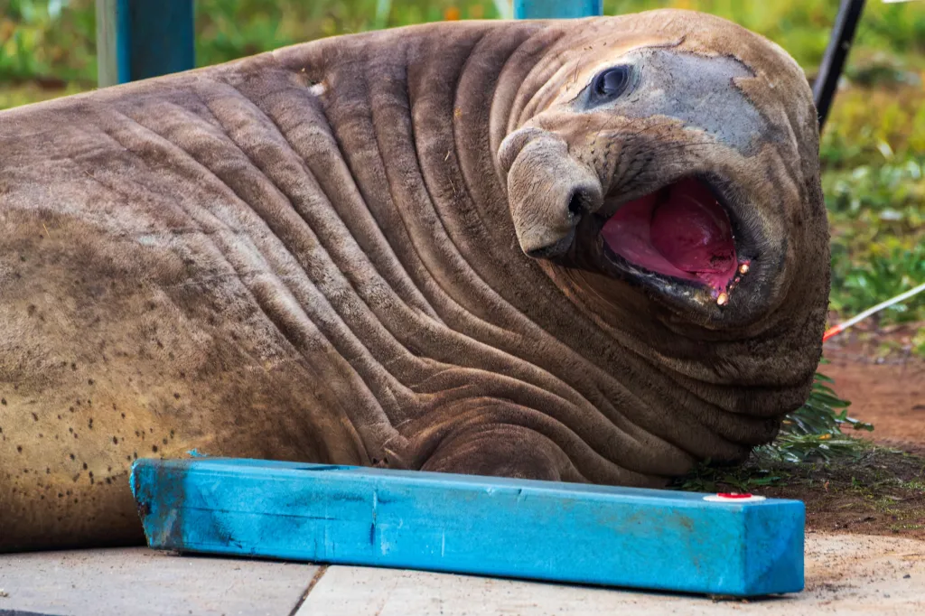 Local officials fear that Neil is the latest wild animal whose social media stardom has outgrown what’s good for him.