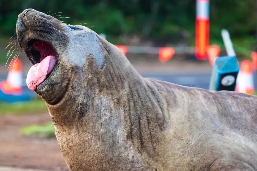 Locals fear a disastrous encounter between the seal and an admirer could force rangers into a risky operation to move him elsewhere.