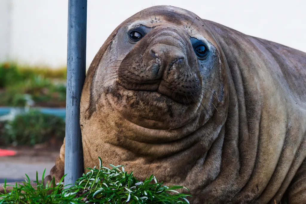 A 2,200-pound elephant seal resting against a sign post.