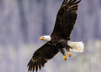 Famous Bald Eagle Jackie Found in Critical Condition After Mysterious Disappearance