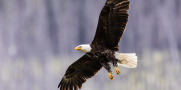 Famous Bald Eagle Jackie Found in Critical Condition After Mysterious Disappearance