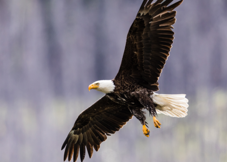 Famous Bald Eagle Jackie Found in Critical Condition After Mysterious Disappearance
