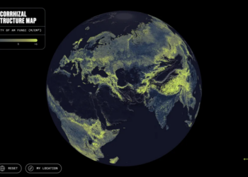 There’s a Global Network of Fungi Under Your Feet. This Is the First Complete Map