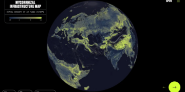 There’s a Global Network of Fungi Under Your Feet. This Is the First Complete Map
