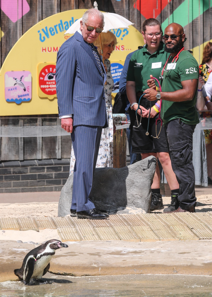 King Charles III and Queen Camilla visiting Penguin Beach at London Zoo, with King Charles III in a pinstripe navy blue suit and Queen Camilla holding an umbrella, observing a penguin.