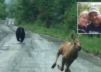 Maine couple help moose calf escape charging bear, reunite with its mom: ‘Knew what I had to do’