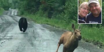 Maine couple help moose calf escape charging bear, reunite with its mom: ‘Knew what I had to do’