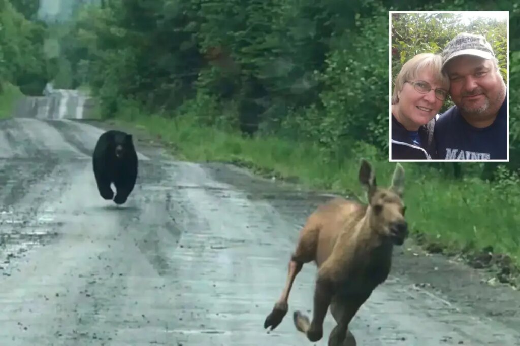 Maine couple help moose calf escape charging bear, reunite with its mom: ‘Knew what I had to do’