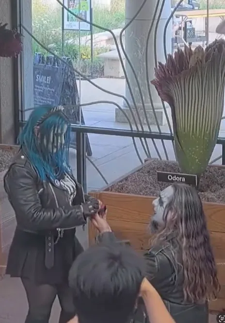 Person in black jacket and blue hair accepts a proposal from a person with long hair and white face paint, both standing in front of a corpse flower.