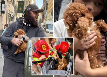 Black market NYC puppy mill sells dogs out of stroller in Midtown