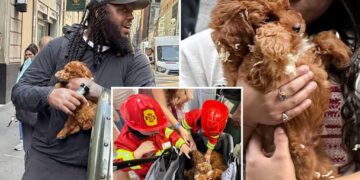 Black market NYC puppy mill sells dogs out of stroller in Midtown