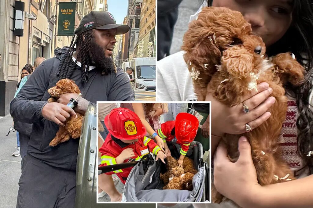 Black market NYC puppy mill sells dogs out of stroller in Midtown