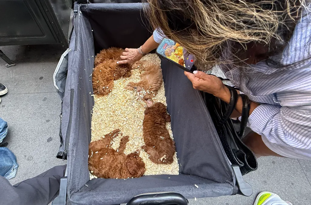 A woman records three mini poodles lying in a baby stroller filled with wood shavings.