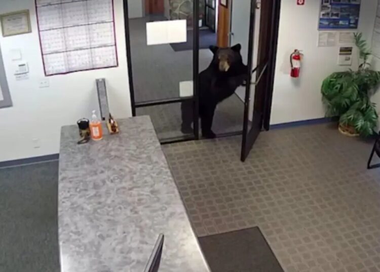 Black bear caught on video wandering into California water district office after pushing open front door