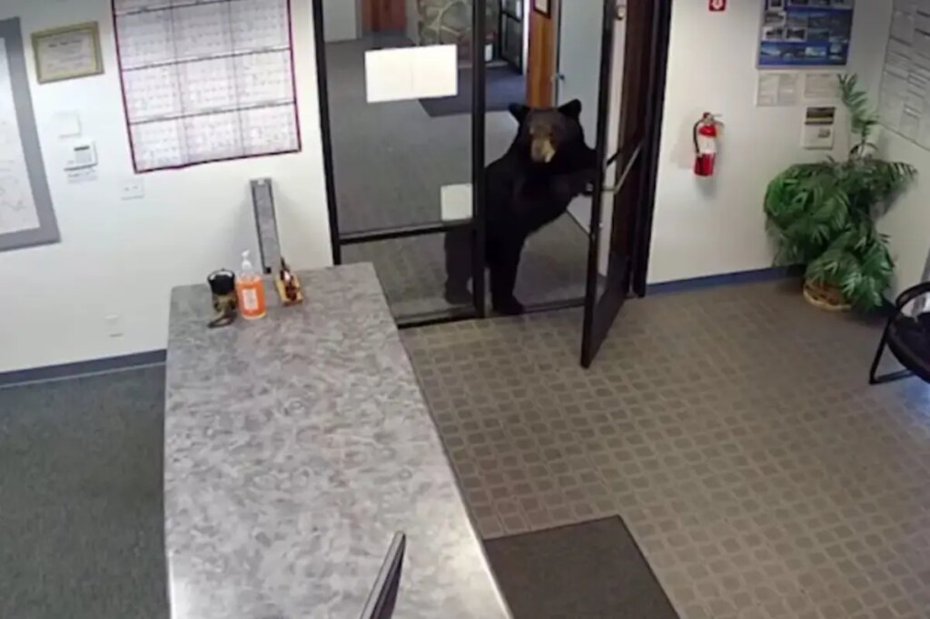 Black bear caught on video wandering into California water district office after pushing open front door