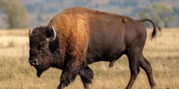 Massive bull bison tosses Yellowstone tourist into the air like a ragdoll in shocking attack