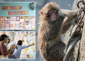 Punch the monkey gets thousands of birthday messages as he turns 1