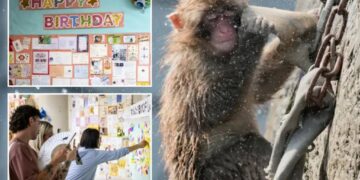 Punch the monkey gets thousands of birthday messages as he turns 1