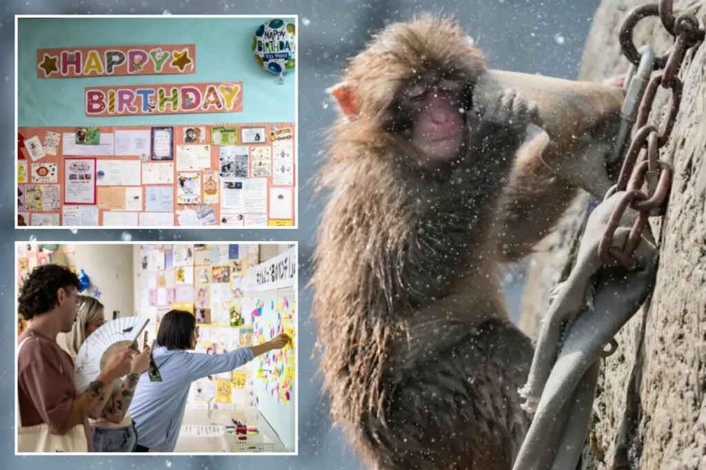 Punch the monkey gets thousands of birthday messages as he turns 1