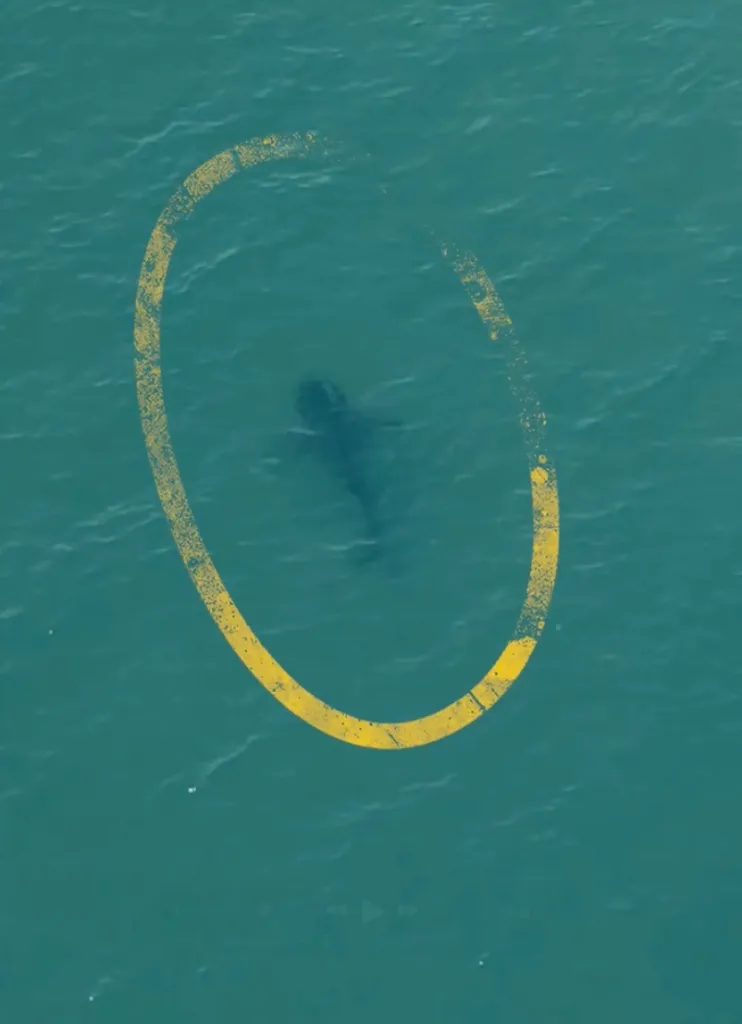 Aerial view of a shark in green-blue water, circled in yellow.