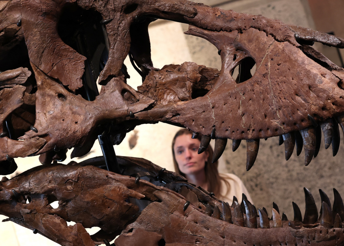One of the Largest T. Rex Skeletons Ever Found Can Be Yours If You’ve Got $30 Million Lying Around