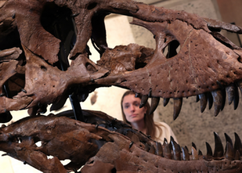 One of the Largest T. Rex Skeletons Ever Found Can Be Yours If You’ve Got $30 Million Lying Around