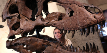 One of the Largest T. Rex Skeletons Ever Found Can Be Yours If You’ve Got $30 Million Lying Around