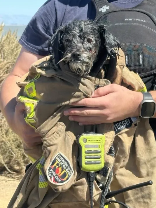 A wet, dark-furred dog held in a firefighter's arms after being rescued.