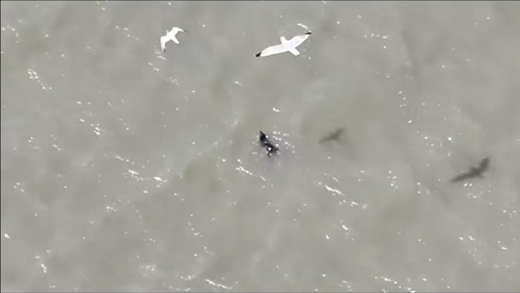 Overhead view of a small dog swimming in the water with seagulls flying above.