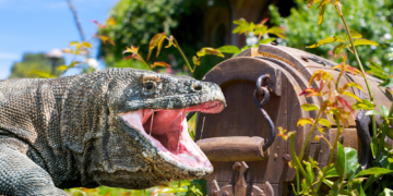Our Ancestors Were ‘Hobbits’ Who Had a Strange Relationship With Komodo Dragons, Study Finds