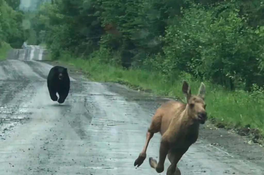 A bear chases a moose calf on a dirt road.