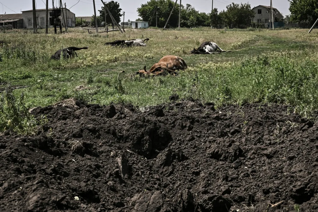 This photograph shows dead cows after shelling near a front line in the eastern Ukrainian region of Donbas on June 10, 2022. 