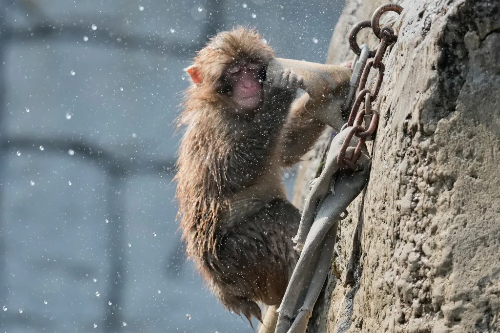 A Japanese macaque, 
