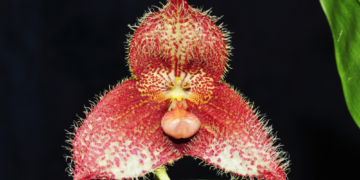 Scientists Warn the World’s Weirdest Orchid Could Be Loved to Death
