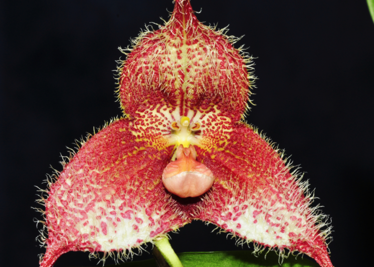 Scientists Warn the World’s Weirdest Orchid Could Be Loved to Death