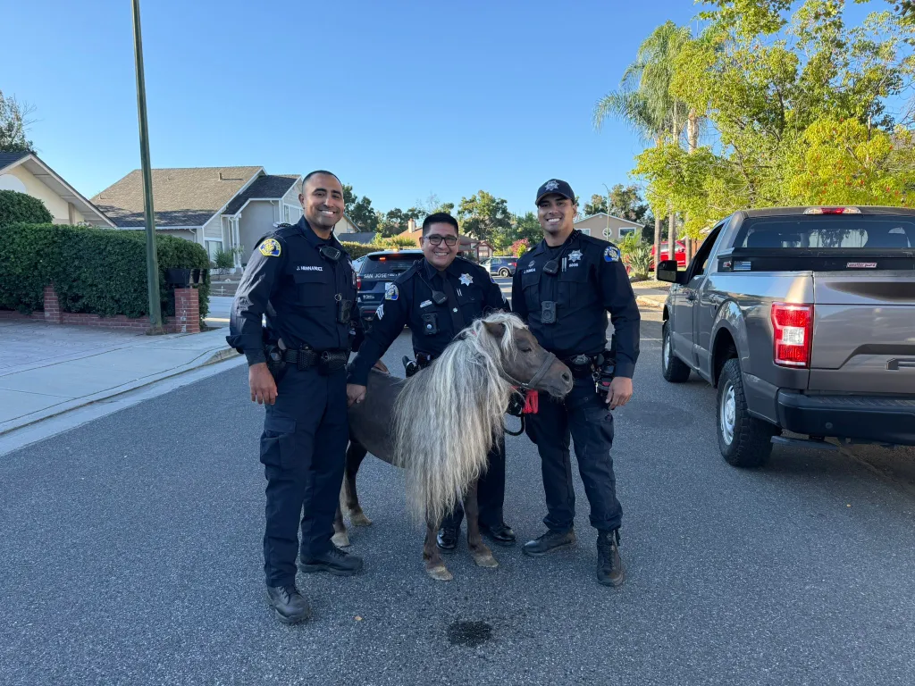 Three police officers standing in a residential street with a Shetland pony.