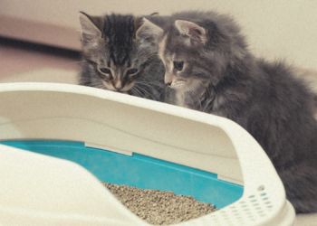Scientists Are Begging You to Take Cat Poop Parasites Much More Seriously
