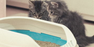 Scientists Are Begging You to Take Cat Poop Parasites Much More Seriously