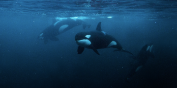 Scientists Are Trying to Figure Out Why Orcas Are Punching Giant Sunfish So Hard They Explode