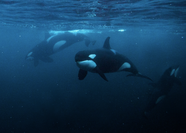 Scientists Are Trying to Figure Out Why Orcas Are Punching Giant Sunfish So Hard They Explode
