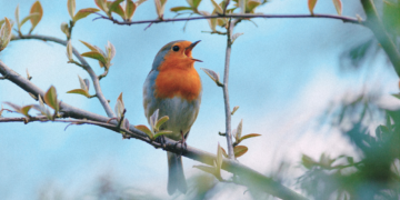 The Bird Singing Competitions Pushing Wild Songbirds Toward Extinction