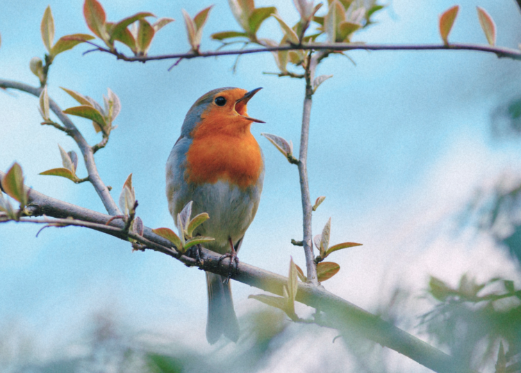 The Bird Singing Competitions Pushing Wild Songbirds Toward Extinction