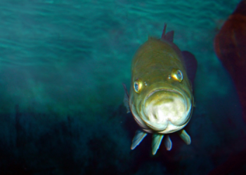 Study Finds If You Live Near Water, You’re Making the Fish That Live in It Miserable
